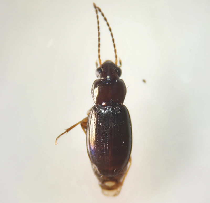 Bembidion obtusum - tompaszögletű gyorsfutó