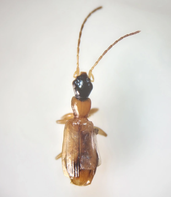 Demetrias monostigma - csupaszvállú nádfutó