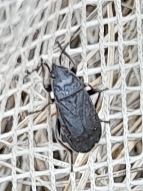 Pyrrhocoris marginatus - szegélyes bodobács
