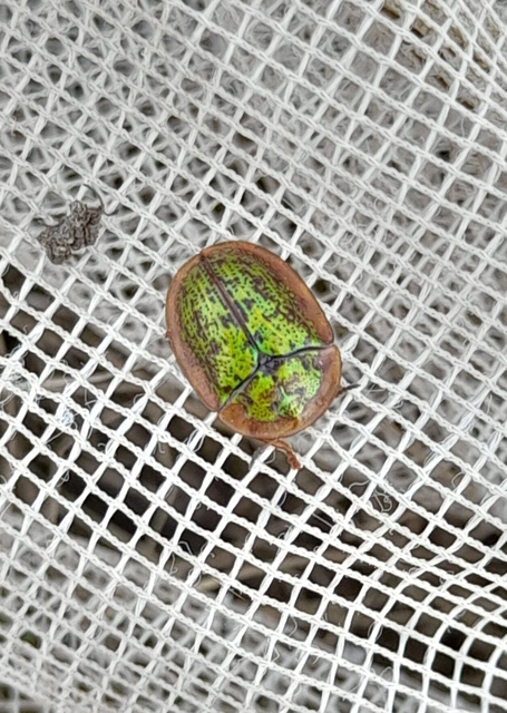 Cassida canaliculata - karimás pajzsbogár