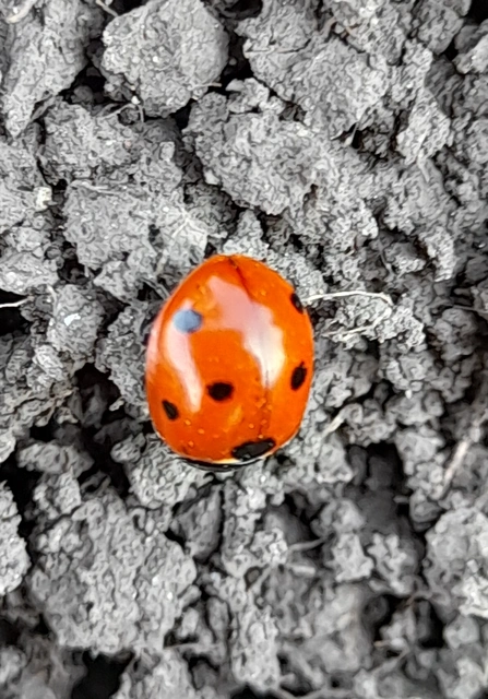 Coccinella septempunctata - hétpettyes katica