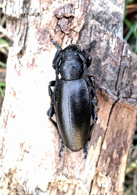 Dorcadion aethiops - fekete gyalogcincér