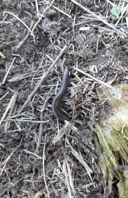 Diplopoda - Ikerszelvényesek