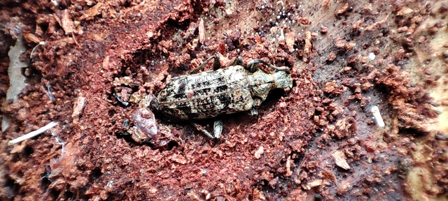 Rhagium inquisitor - fenyves-tövisescincér