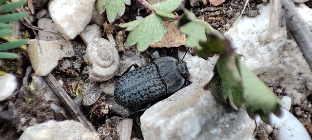 Opatrum sabulosum - sároshátú gyászbogár Opatrum sabulosum - sároshátú gyászbogár