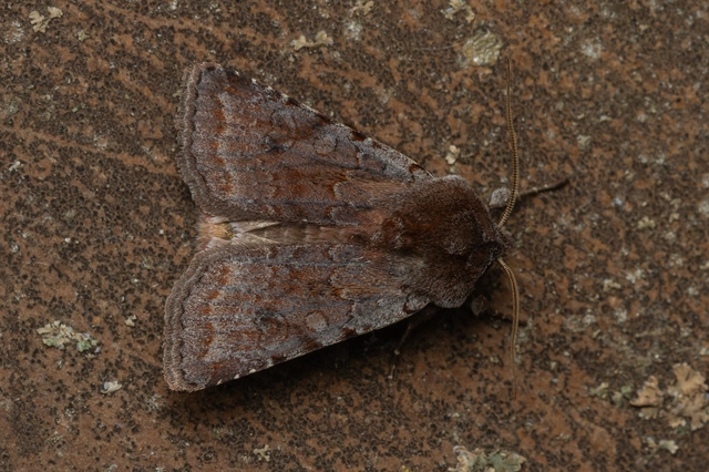 Cerastis rubricosa - vörhenyes tavaszibagoly