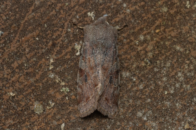 Orthosia incerta - változékony barkabagoly
