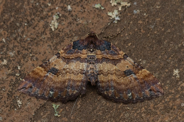 Earophila badiata - csipkerózsa-araszoló
