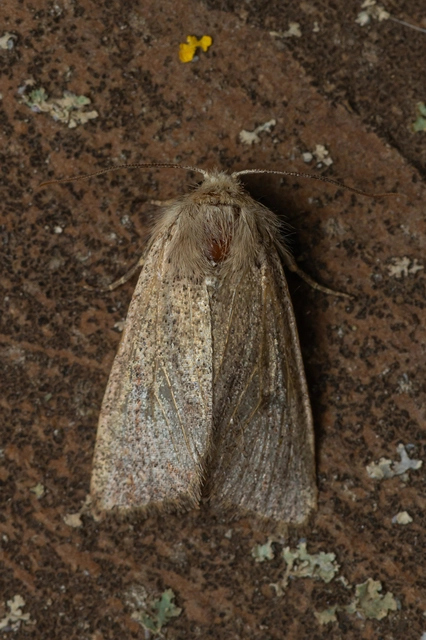 Orthosia cruda - kis barkabagoly