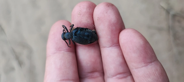 Meloe proscarabaeus - közönséges nünüke