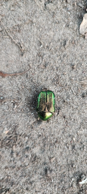 Cetonia aurata - aranyos virágbogár
