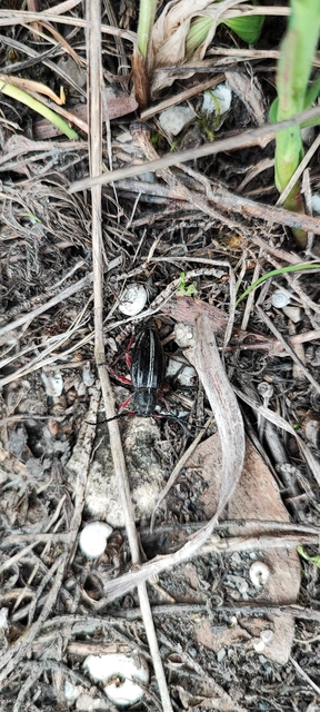 Dorcadion pedestre - kétsávos gyalogcincér Dorcadion pedestre - kétsávos gyalogcincér