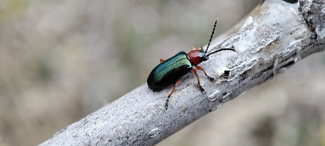 Oulema melanopus/duftschmidi