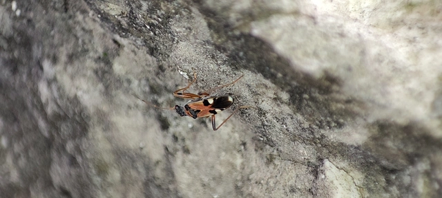 Beosus quadripunctatus - pettyes homokibodobács