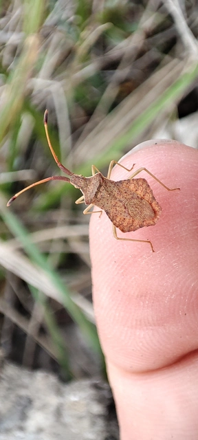 Syromastus rhombeus - vitorlás karimáspoloska