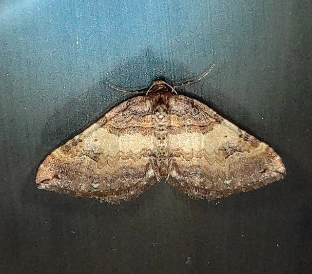 Earophila badiata - csipkerózsa-araszoló