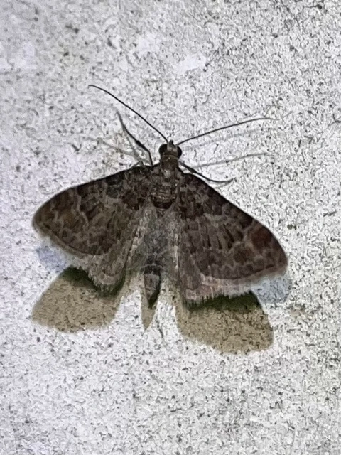 Gymnoscelis rufifasciata - vöröscsíkos törpearaszoló