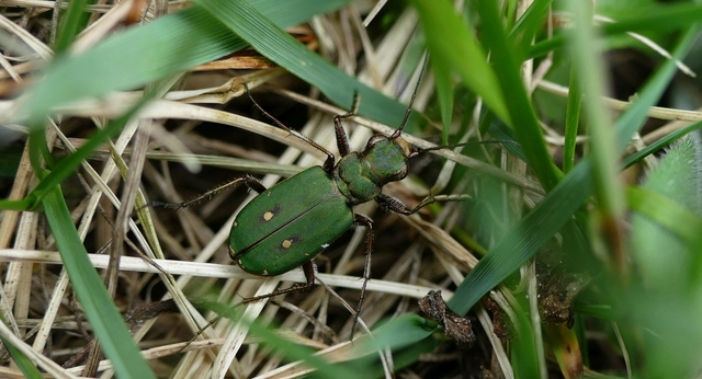 Cicindela campestris - mezei homokfutrinka