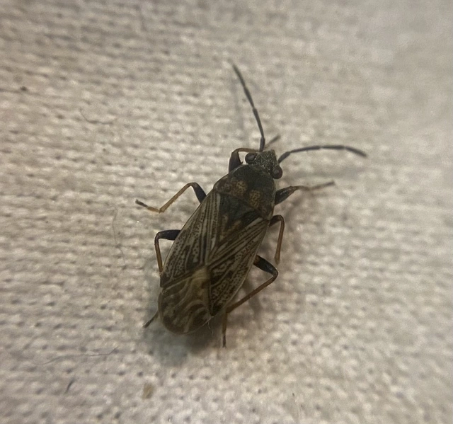 Peritrechus