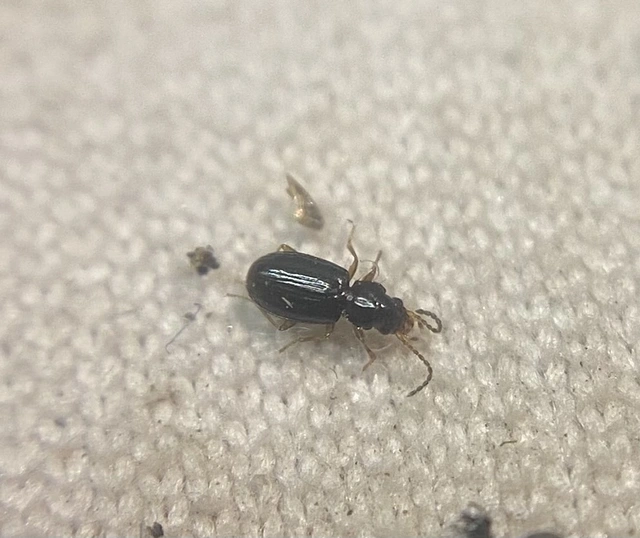 Tachys bistriatus - közönséges martfutó