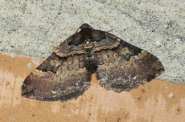 Earophila badiata - csipkerózsa-araszoló