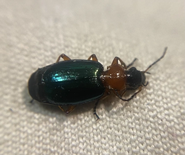 Lebia chlorocephala - díszes cserjefutó