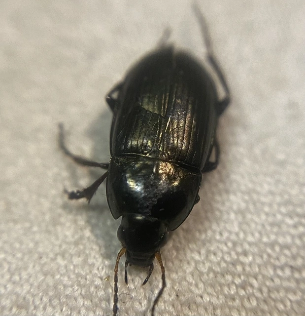 Amara similata - gyakori közfutó Amara similata - gyakori közfutó