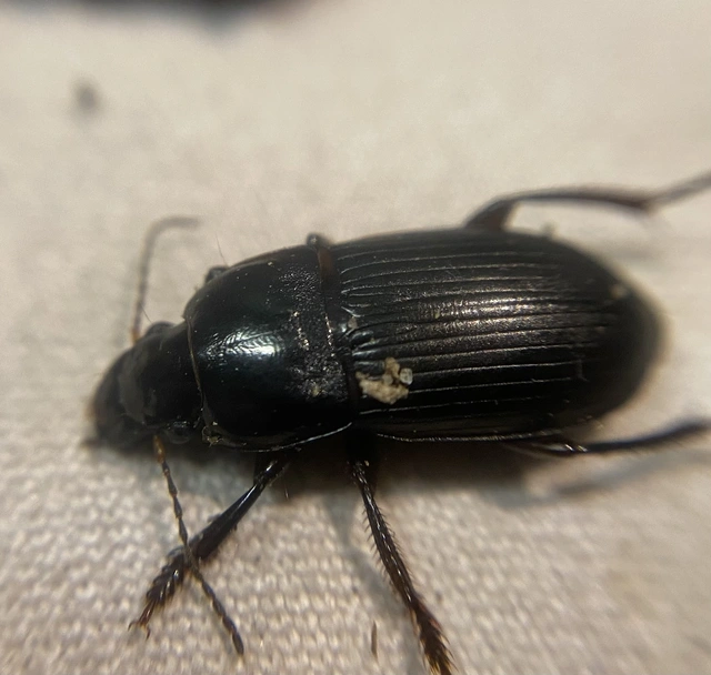 Harpalus caspius - keleti lomhafutó