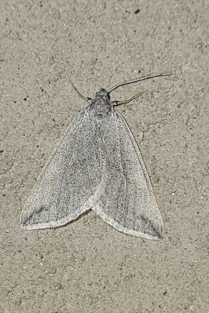 Lithostege griseata - szürke araszoló