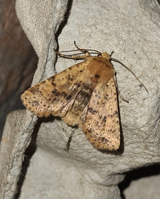 Conistra rubiginea - vörös őszibagoly