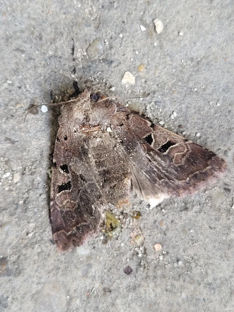 Orthosia gothica - feketefoltos barkabagoly