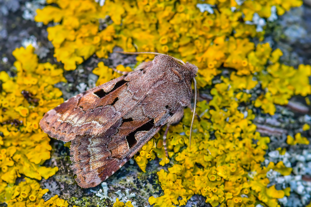 Orthosia gothica - feketefoltos barkabagoly
