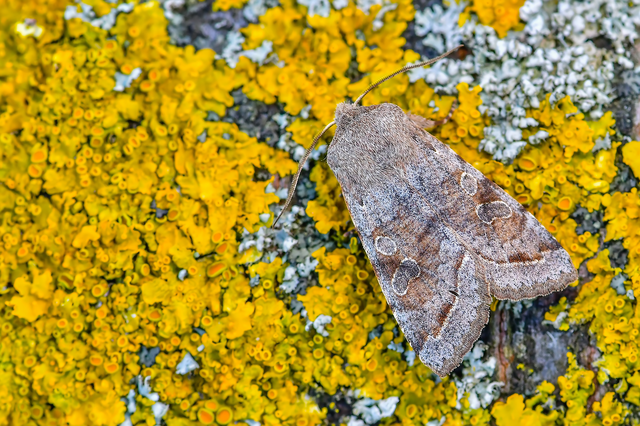 Orthosia incerta - változékony barkabagoly