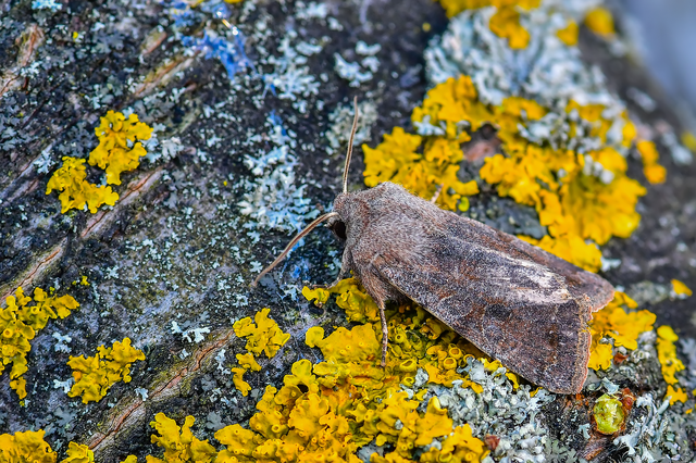 Orthosia incerta - változékony barkabagoly