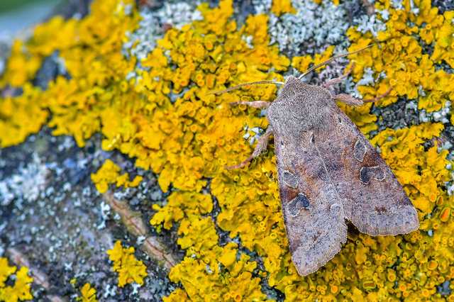 Orthosia incerta - változékony barkabagoly