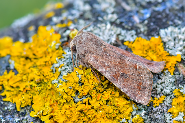 Orthosia incerta - változékony barkabagoly