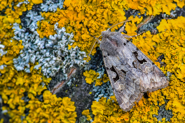 Orthosia gothica - feketefoltos barkabagoly
