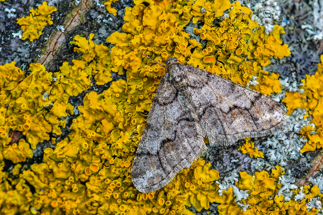 Agriopis leucophaearia - tölgy-tavasziaraszoló