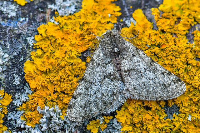 Apocheima pilosaria - zöldes tavasziaraszoló