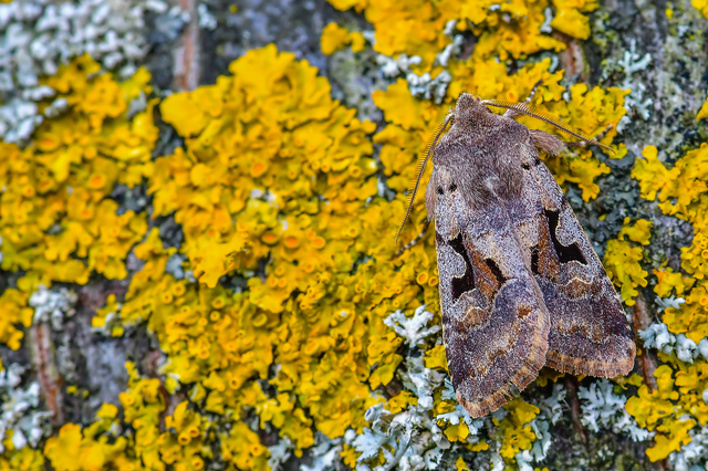 Orthosia gothica - feketefoltos barkabagoly