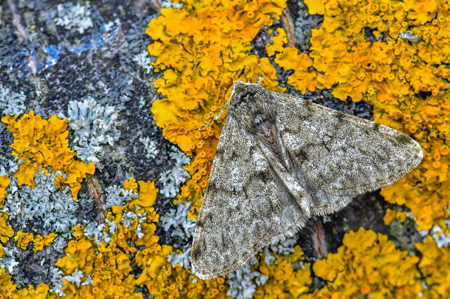 Apocheima pilosaria - zöldes tavasziaraszoló