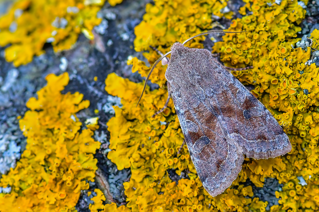 Orthosia incerta - változékony barkabagoly