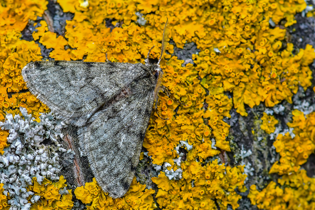 Apocheima pilosaria - zöldes tavasziaraszoló
