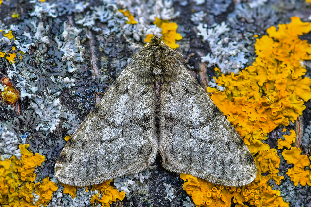 Apocheima pilosaria - zöldes tavasziaraszoló