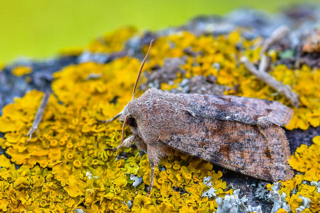 Orthosia incerta - változékony barkabagoly