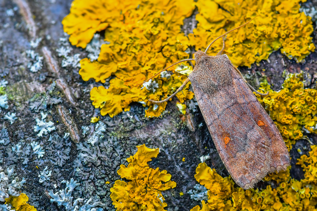 Eupsilia transversa - holdacskás télibagoly