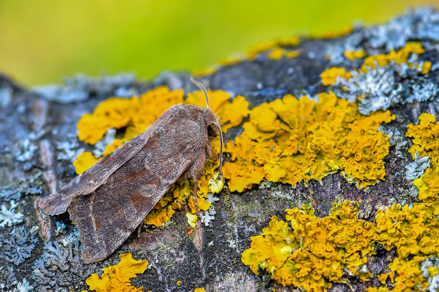 Orthosia incerta - változékony barkabagoly