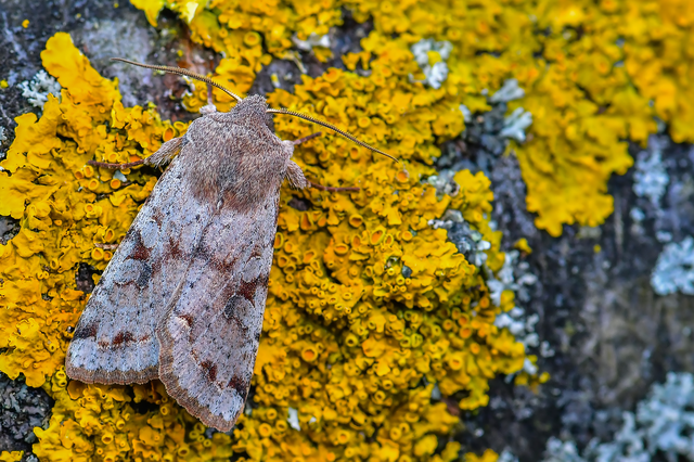 Orthosia incerta - változékony barkabagoly