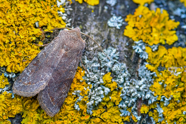 Orthosia incerta - változékony barkabagoly