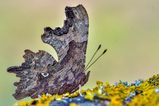 Nymphalis c-album - C-betűs lepke